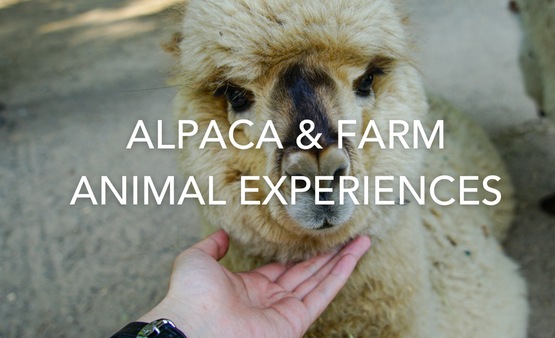 alpaca walking farm animal experience