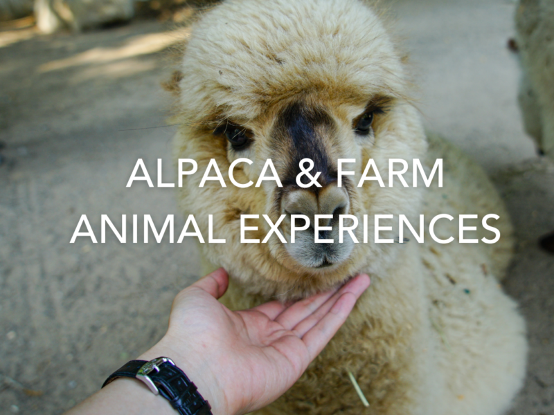 alpaca walking farm animal experience